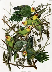 Parrocchetti della Carolina di John James Audubon (1833)